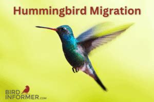 Hummingbird migration - Bird Informer