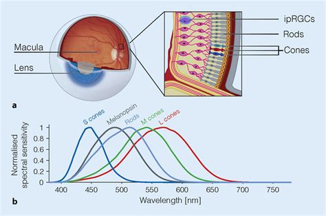 8 Overview Of The Retina Photoreceptorsa Schematic View Of The Eye Download Scientific Diagram