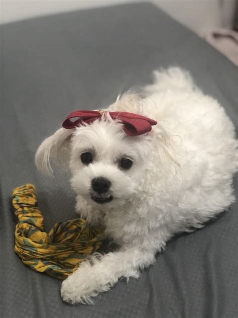 Why Do Maltese Dogs Bark So Much