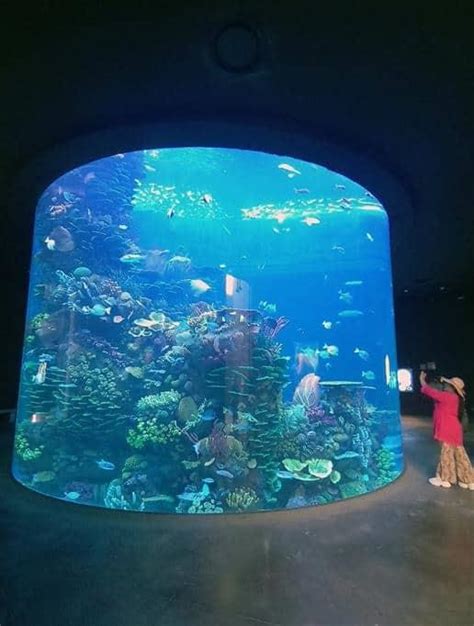 Abre en Mazatlán el mayor acuario de América Latina dedicado al Mar de