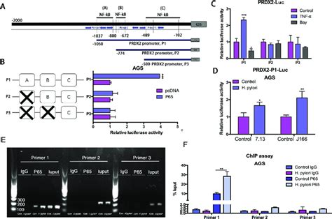 NF κB p65 binds directly to PRDX2 promoter region A Schematic