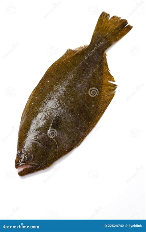 Olive Flounder Royalty-Free Stock Image | CartoonDealer.com #22524742