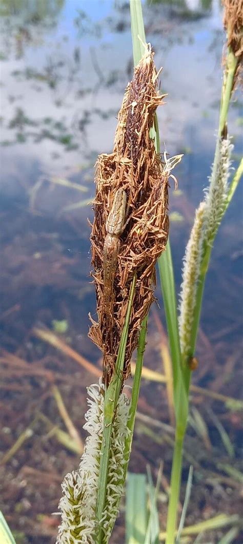 How To Grow Carex Acutiformis Earthone