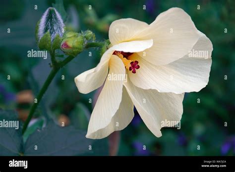 Aibika Abelmoschus Manihot Known Also As Muskmallow Sunset