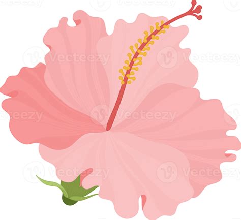 Pink Hibiscus Flower Hand Drawn Illustration 10173422 Png