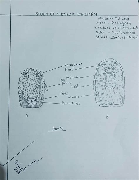 Study Of Museum Specimen Of Aplysia And Doris Mollusca With Comment