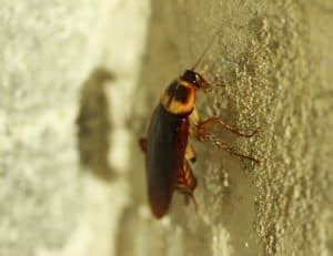 Cockroach Vs Beetle Differences How To Identify EarthKind