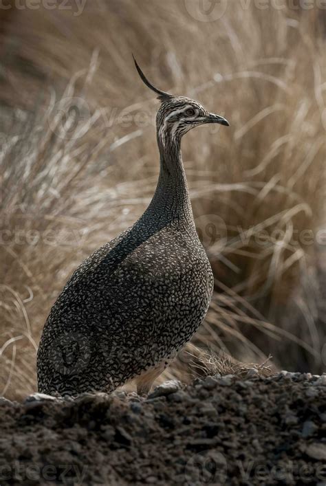 Elegant Crested Tinamou Eudromia Elegans Pampas Grassland Environment