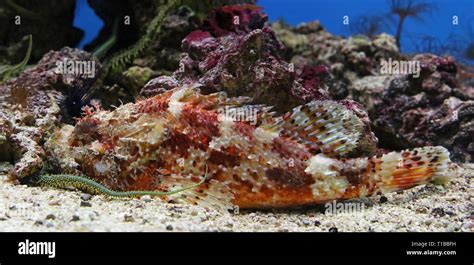 Stonefish (Synanceia verrucosa Stock Photo - Alamy