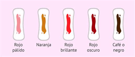 Cómo Es El Sangrado De La Menstruación MiBBmemima