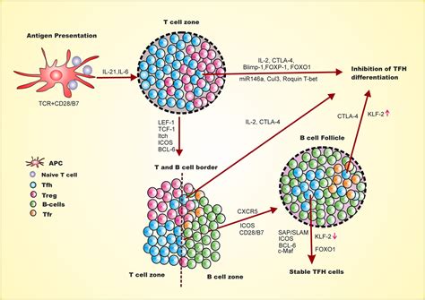 Frontiers Regulators Of Tfh Cell Differentiation