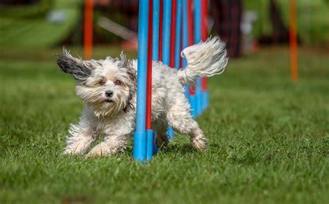 Agility bei Hunden Spaß für Hund und Herrchen agility welt de