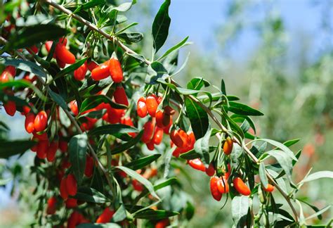 growing goji berries  guide  backyard gardeners ty ty plant