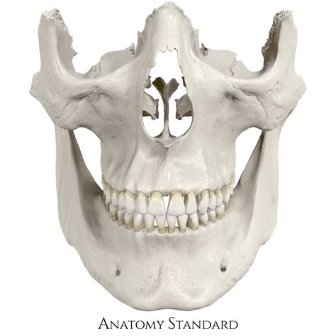 Anatomy Standard - Drawing Bones of viscerocranium: anterior view - no labels | AnatomyTOOL