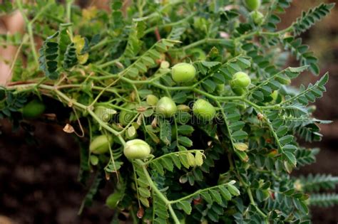 Where Does Hummus Come From Arab America