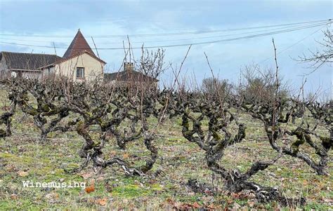 Top picks from Cahors - winemusing