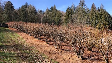 Blueberry Pruning Overview YouTube