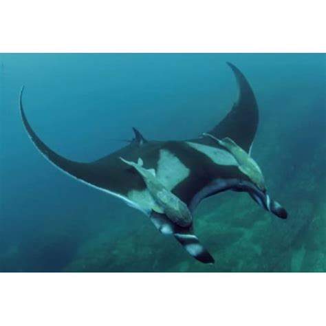 Giant oceanic manta ray, giant manta ray, oceanic manta ray