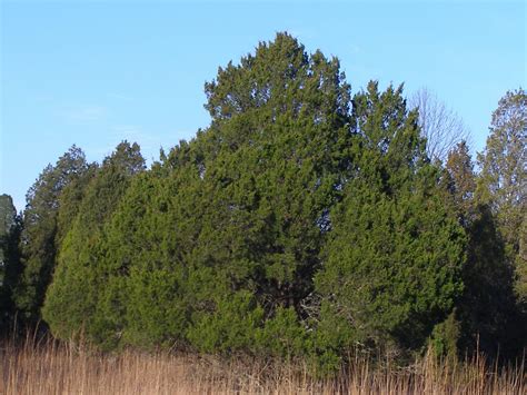 Blue Jay Barrens: Eating Cedar Berries