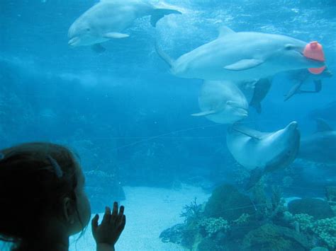 Kids Swimming With Dolphins Stock Photos, Pictures & Royalty-Free Images - iStock