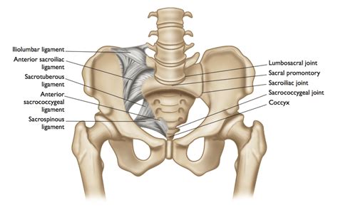 Exploring The Sacroiliac Joint 3D Muscle Lab