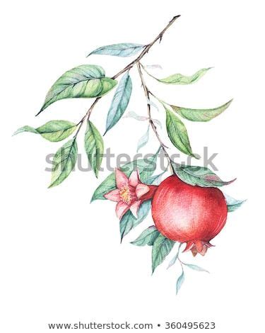 Watercolor Painting Of Pomegranate With Leaves And Flowers