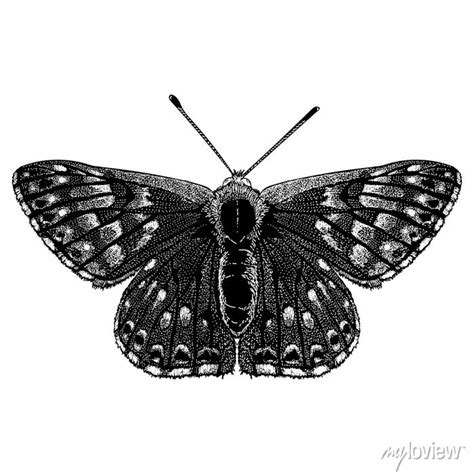 Butterfly Hand Drawing Vector Illustration Isolated On White Wall