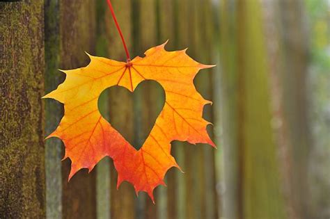 Autumn Heart Stock Photos, Pictures & Royalty-Free Images - iStock