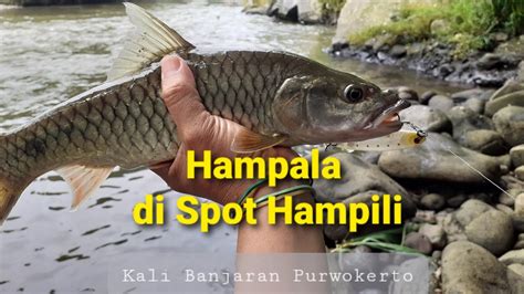 Hampala Di Spot Hampili Kali Banjaran Purwokerto MANCING CASTING