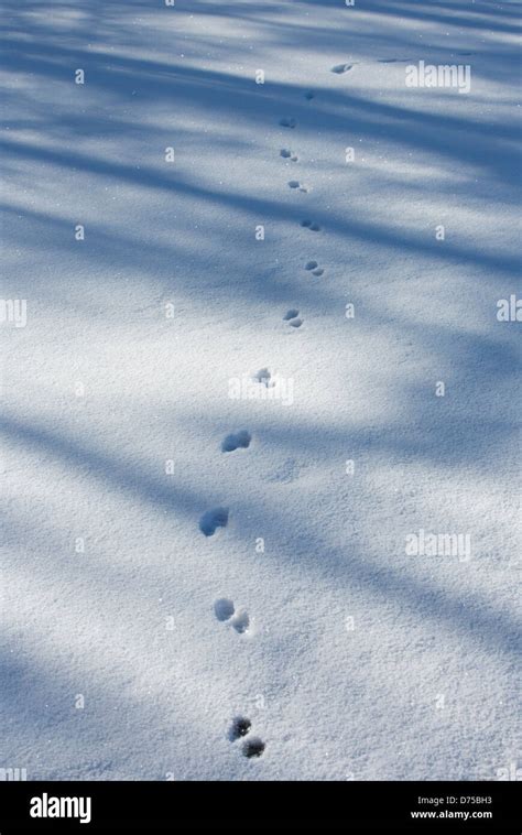 Animal tracks on snow ( ermine Stock Photo: 56052559 - Alamy