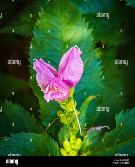 Bright Pink Hot Lips Chelone Lyonii Commonly Called Pink Turtlehead