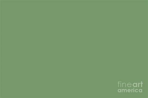 Soft Forest Green Solid Color All Colour Single Shade Matches Reseda