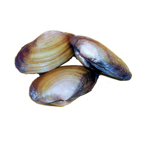 Freshwater Clams