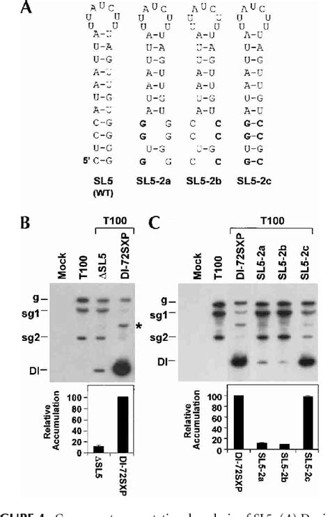 Figure From A Second Functional Rna Domain In The Utr Of The