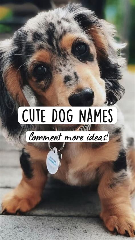 Cute Dog names | Dog names, Cute names for dogs, Cute animal names