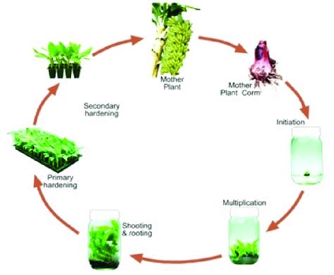 9 Schematic Diagram Of Micropropagation In Tropical Fruits Example