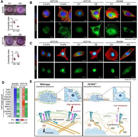 Dysadherin Enhances Mechanical Force In Crc Cells And Facilitates Yap