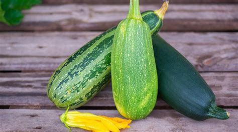 Zucchini Varieties 15 Different Types Of Zucchini Cultivars Youll Love