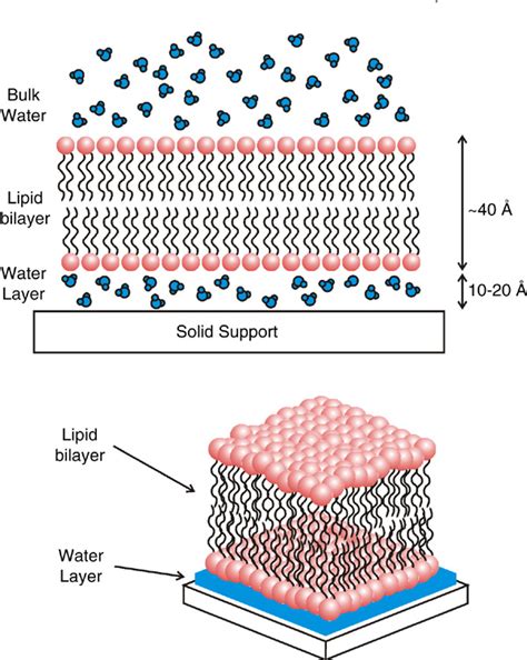 Figure 9 From Solid Supported Lipid Bilayers From Biophysical Studies