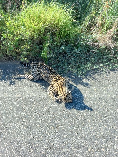 Raras Apari Es Gato Do Mato Encontrado Morto Em Porto Da Folha