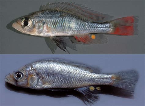 A new fish species from Lake Victoria named in honor of the author of ...