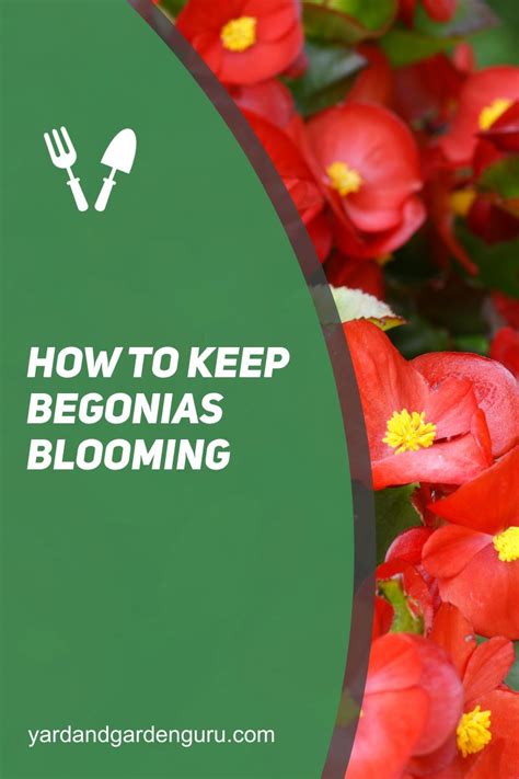 How To Keep Begonias Blooming