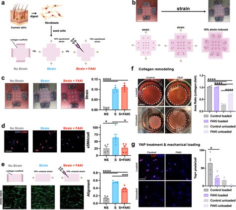 D Collagen Scaffold System Recapitulates Observations Seen In The