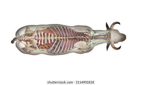 3d Rendered Illustration Bovine Anatomy Stock Illustration 2114901818 ...