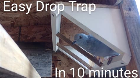 Diy How To Build Easy Pigeon Drop Trap Youtube