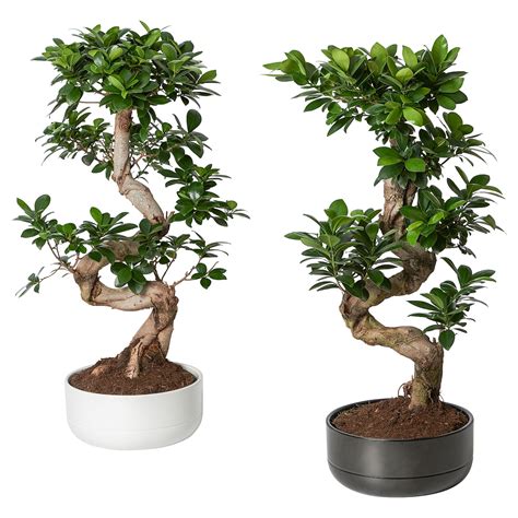 Ficus Microcarpa Ginseng Bonsai Twisted Assorted Colours Potted Plant