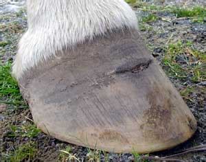 Hoof Abscess - when being 'kind' is cruel - Natural Horse World