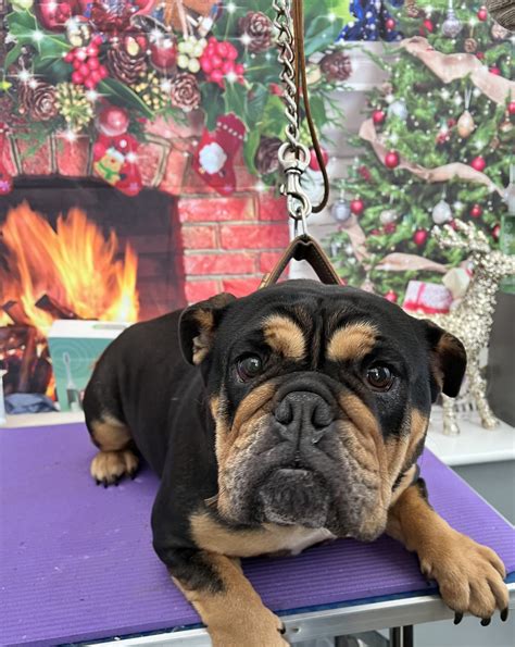 The temperament of a rottweiler cross english bulldog is surprising 21