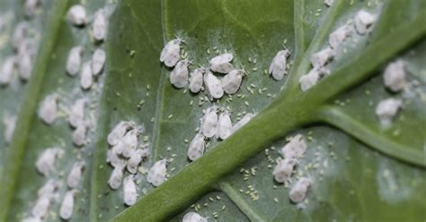 From Aphids To Whiteflies The Ultimate Guide To Garden Pests