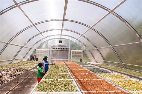 Asain Woman Worker And Kid Working Among Colourful Herbs In Solar Dryer